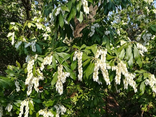 pieris japoński (Pieris japonica) - uprawa i pielęgnacja 